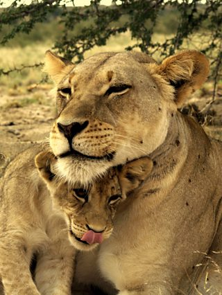 By Nurturing Our Natural Kindness